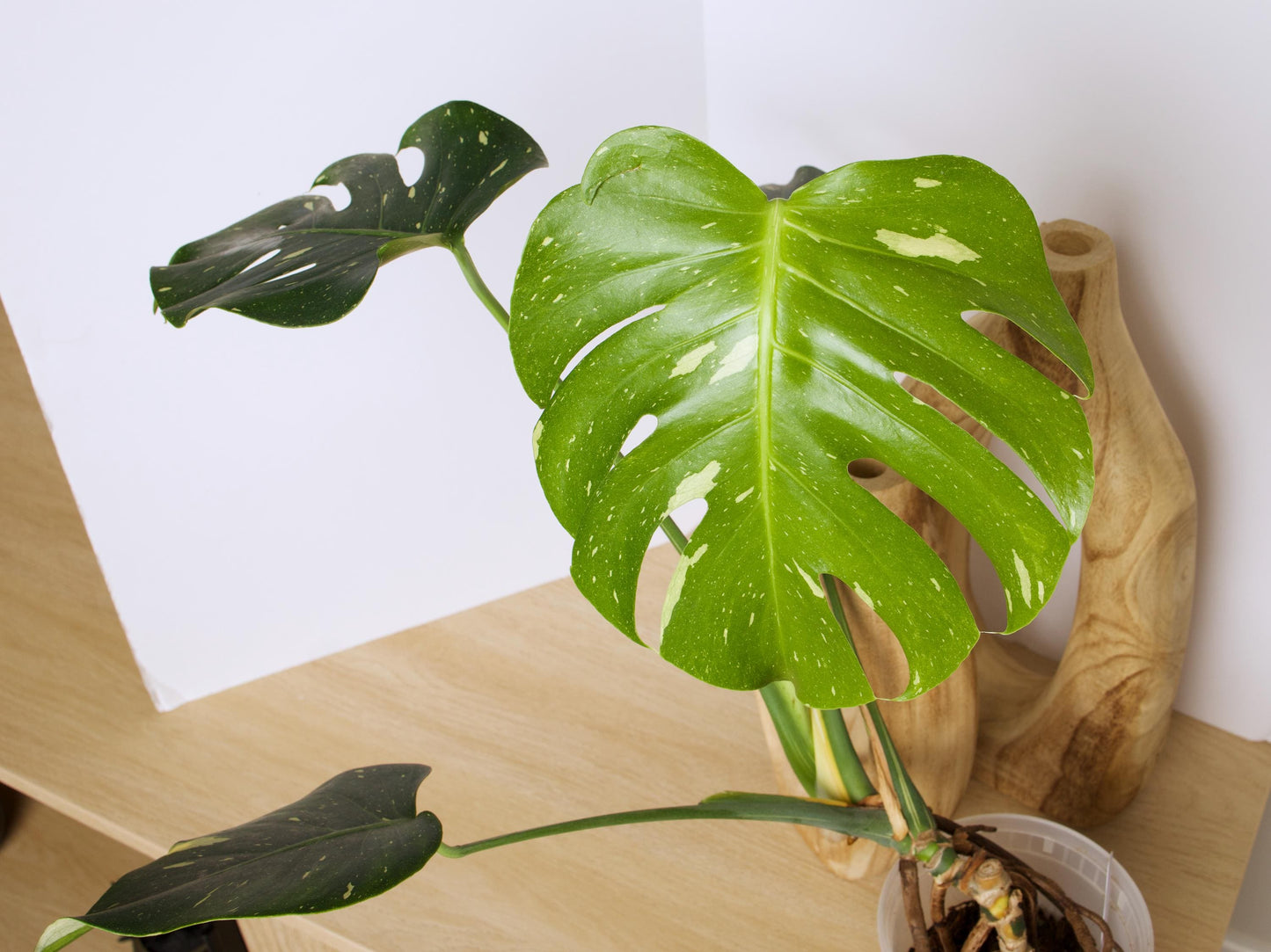 Variegated Thai Constellation plant