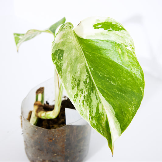 Variegated Rooted Monstera Deliciosa Albo tropical plants