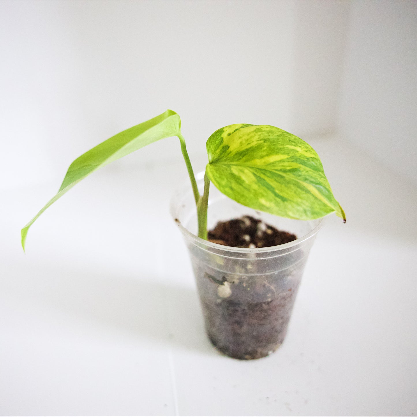 Variegated Rooted Monstera Aurea plant