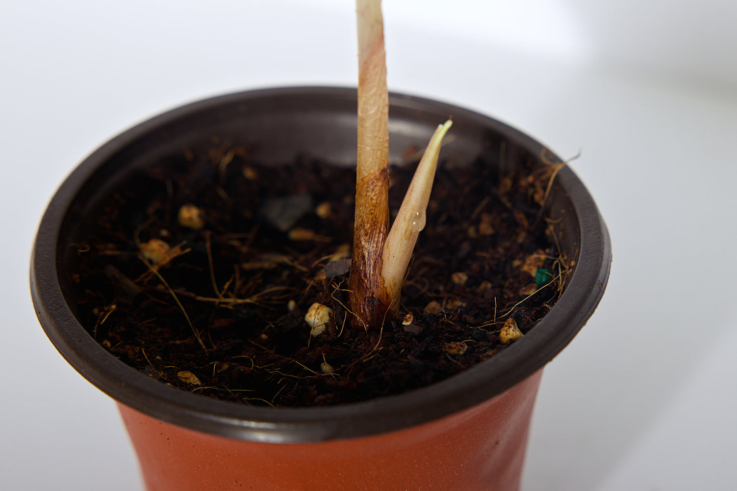 Alocasia Venom plant