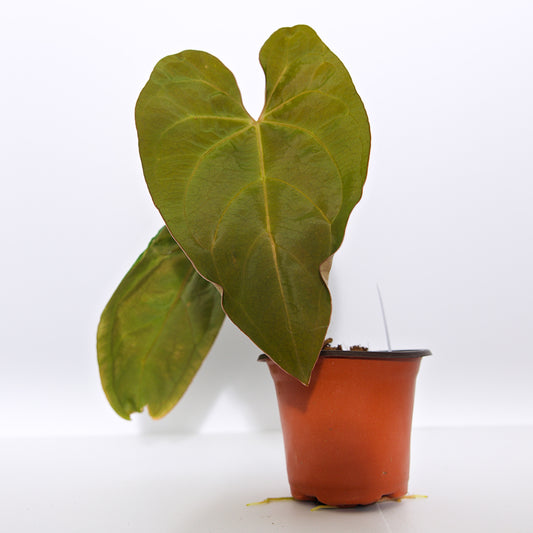 Anthurium Papillilaminum Plant