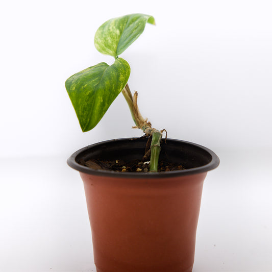 Variegated Stadlyana Aurea Monstera plant