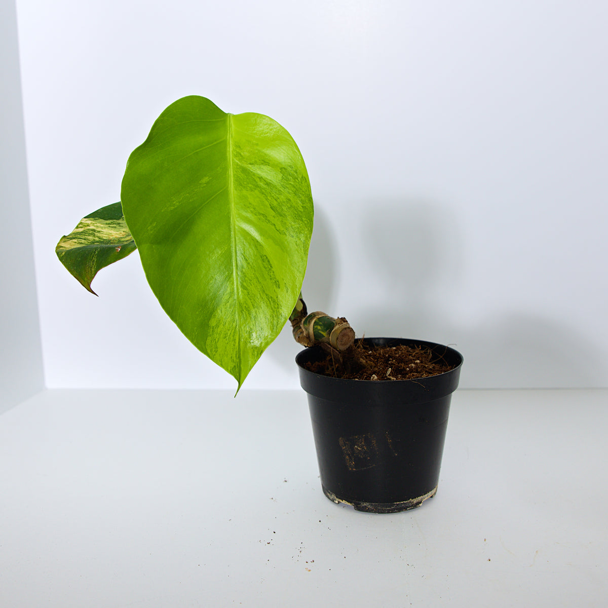 Variegated Rooted Monstera Aurea plant