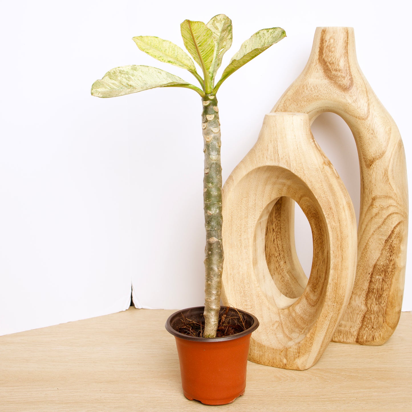 Variegated Plumeria plant