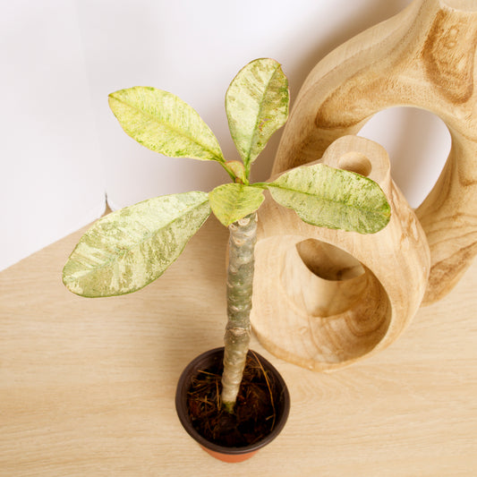 Variegated Plumeria plant