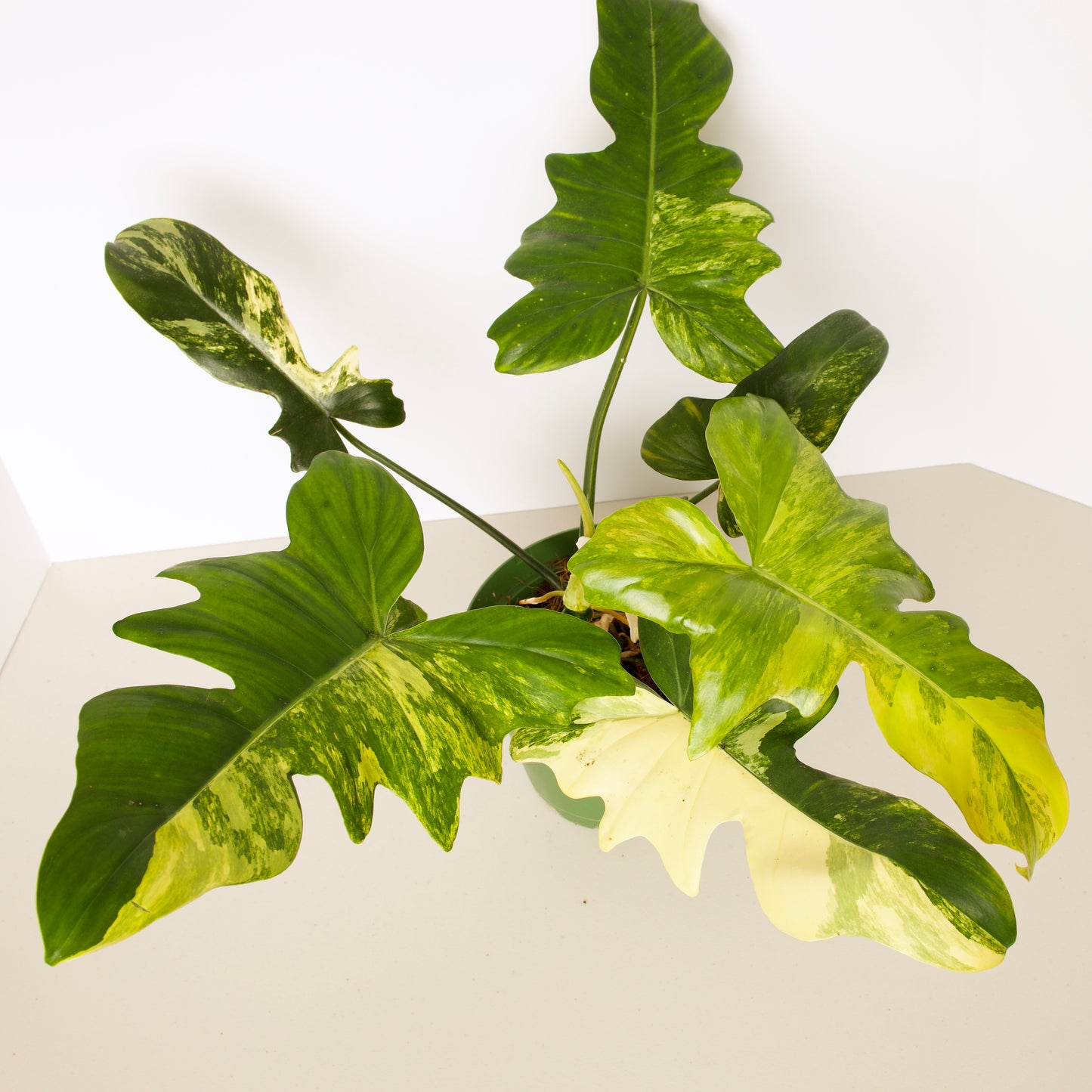 Variegated Florida X Mayoi Philodendron, rare plant, rooted plant