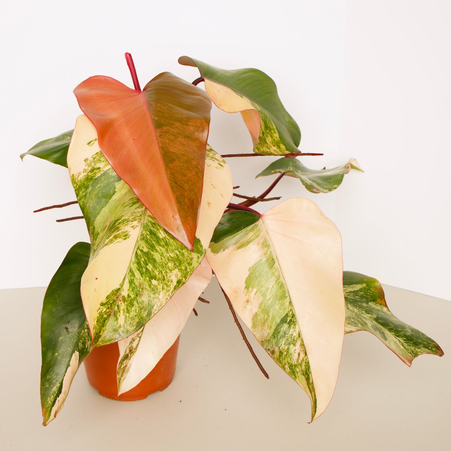 Philodendron Strawberry Shake Plant, exact plant.