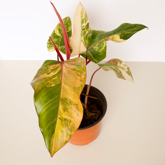 Philodendron Strawberry Shake Plants