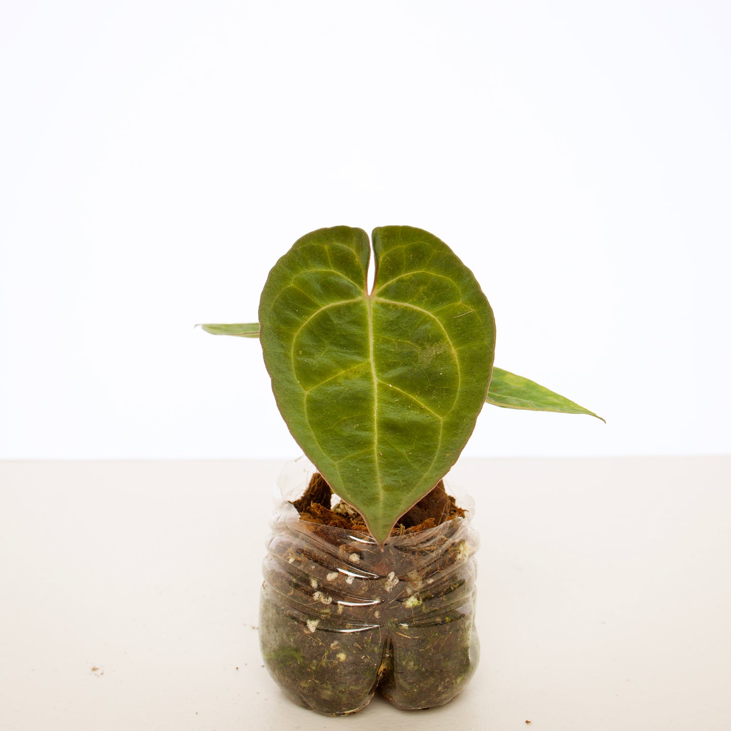 Anthurium Ace of Spades, dark form (AOS) plant