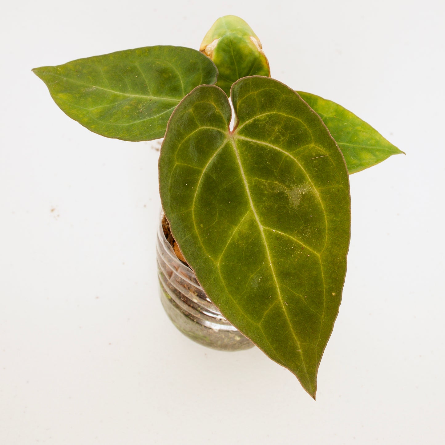Anthurium Ace of Spades, dark form (AOS) plant