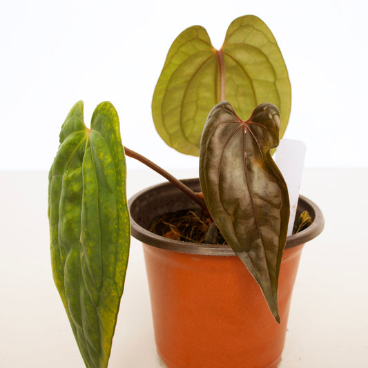 Anthurium Red Vein Dark Phoenix rooted active growing plant