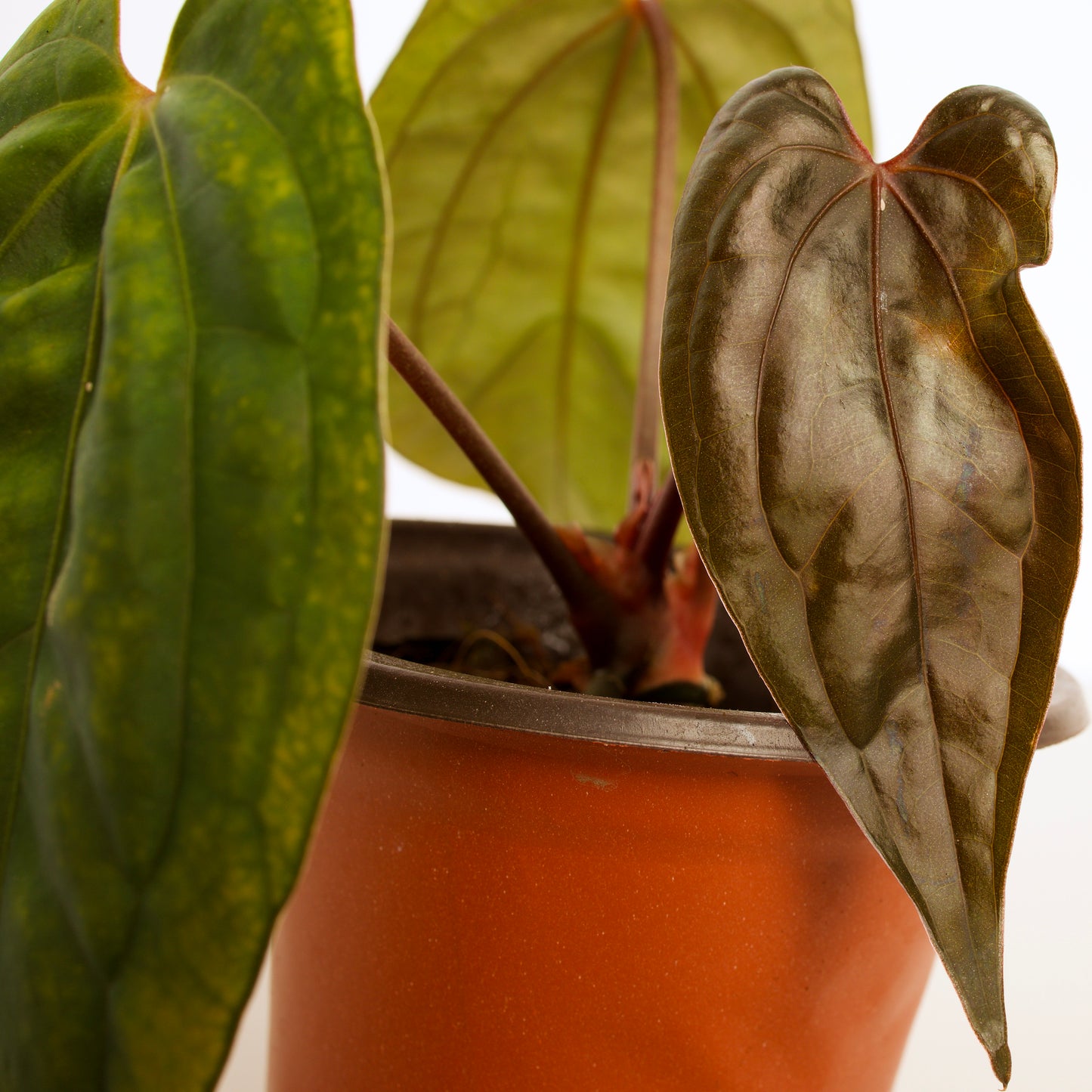 Anthurium Red Vein Dark Phoenix rooted active growing plant