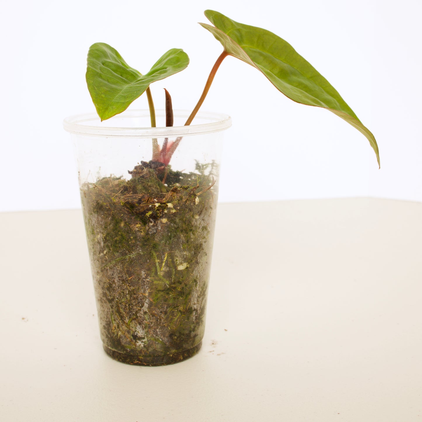 Anthurium Papillilaminum Plant
