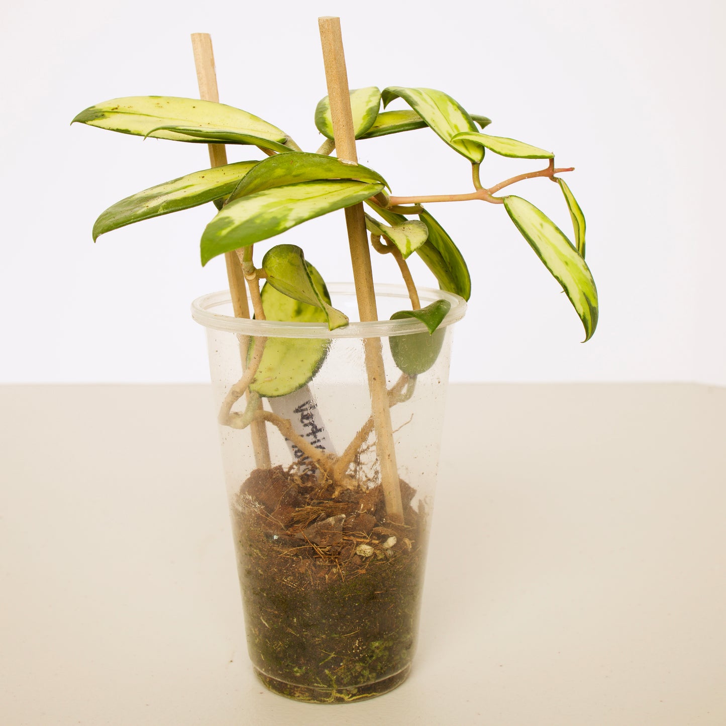 Hoya Verticillata Variegated plant