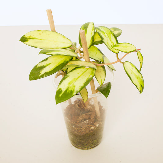 Hoya Verticillata Variegated plant