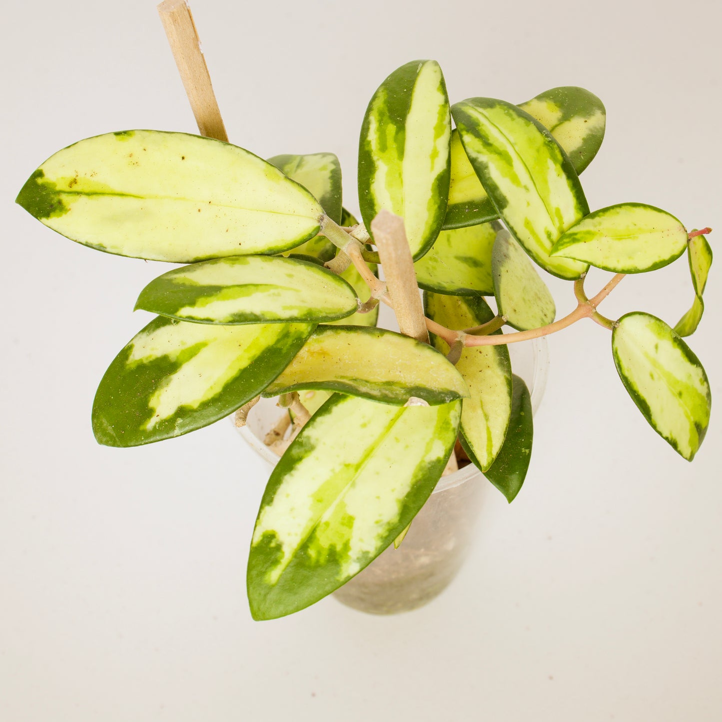 Hoya Verticillata Variegated plant