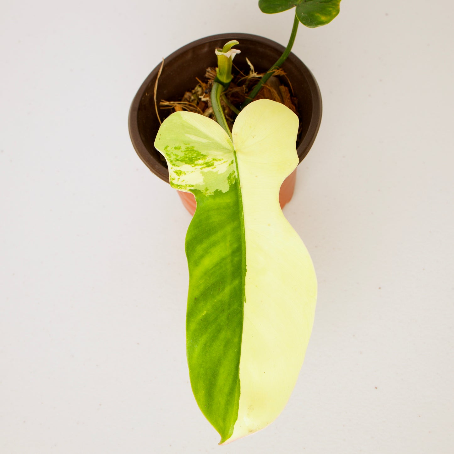 Variegated Florida X Mayoi Philodendron, rare plant, rooted plant