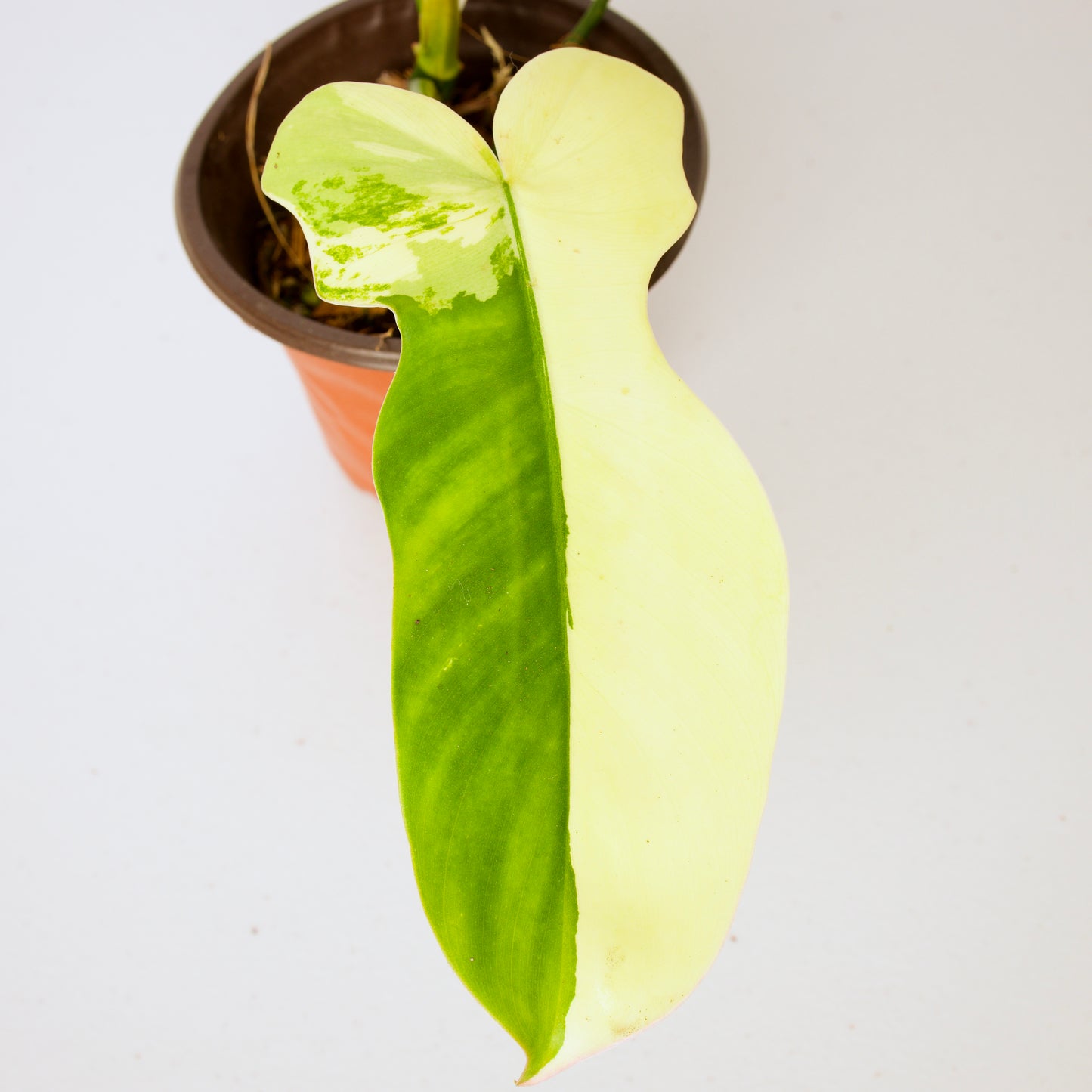 Variegated Florida X Mayoi Philodendron, rare plant, rooted plant