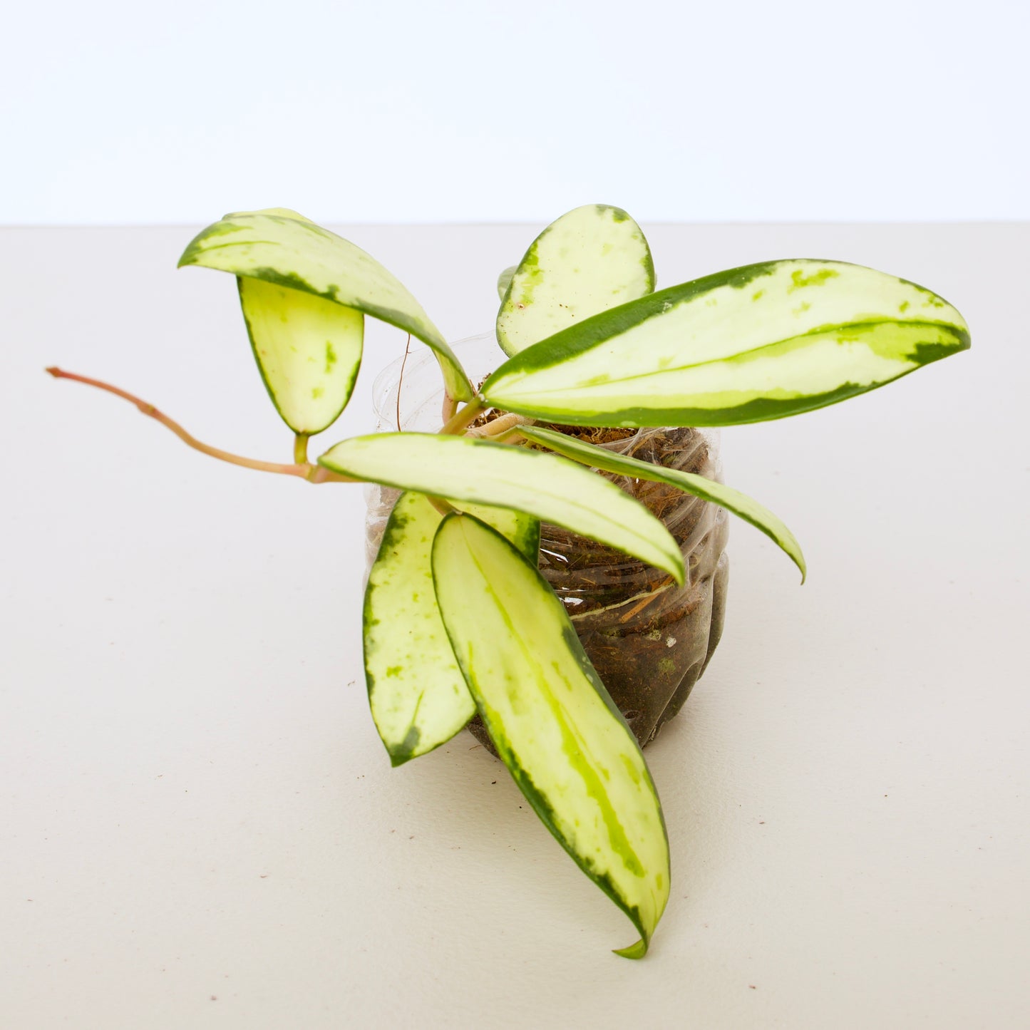 Hoya Verticillata Variegated plant