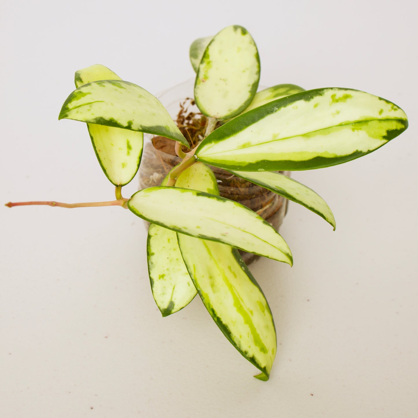 Hoya Verticillata Variegated plant