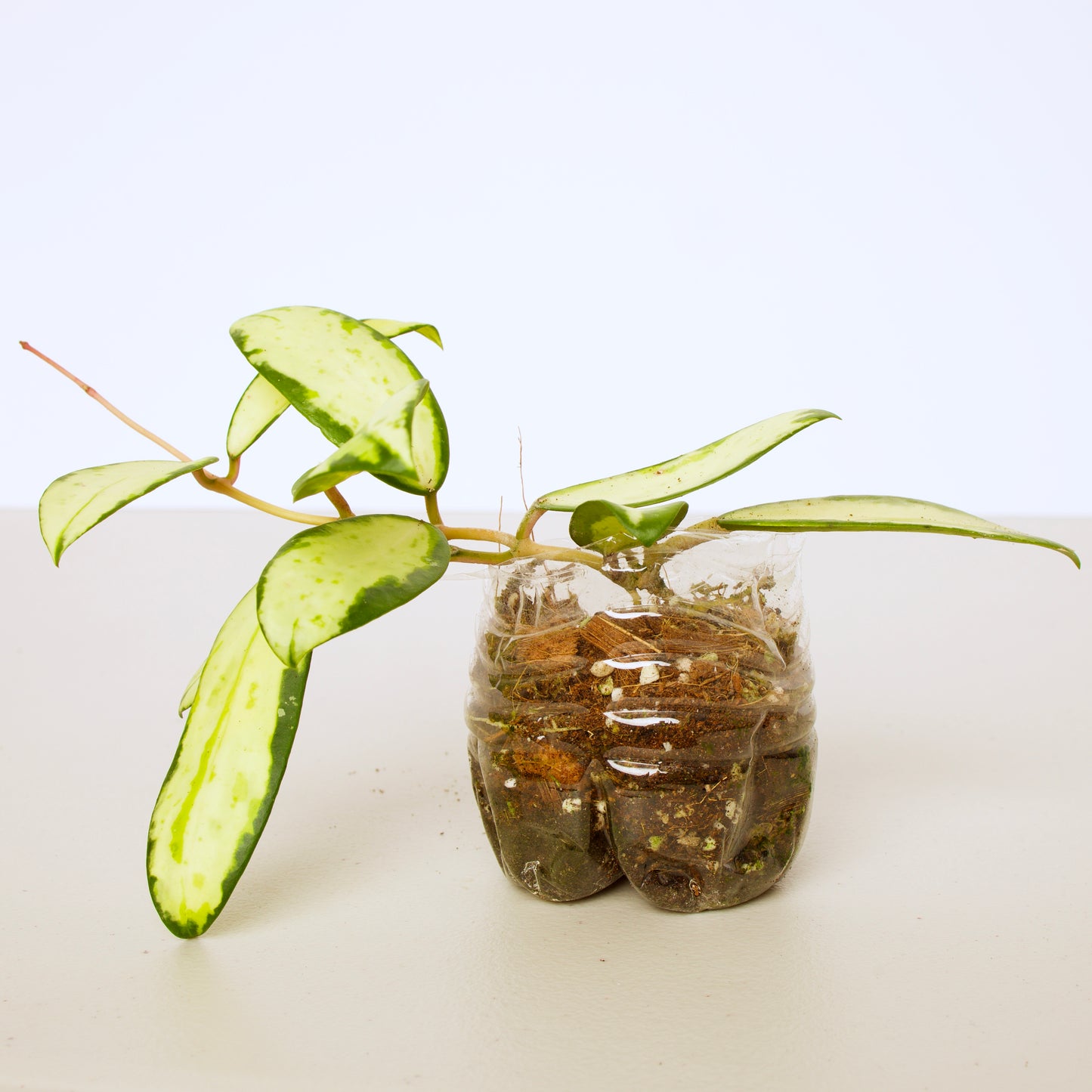 Hoya Verticillata Variegated plant