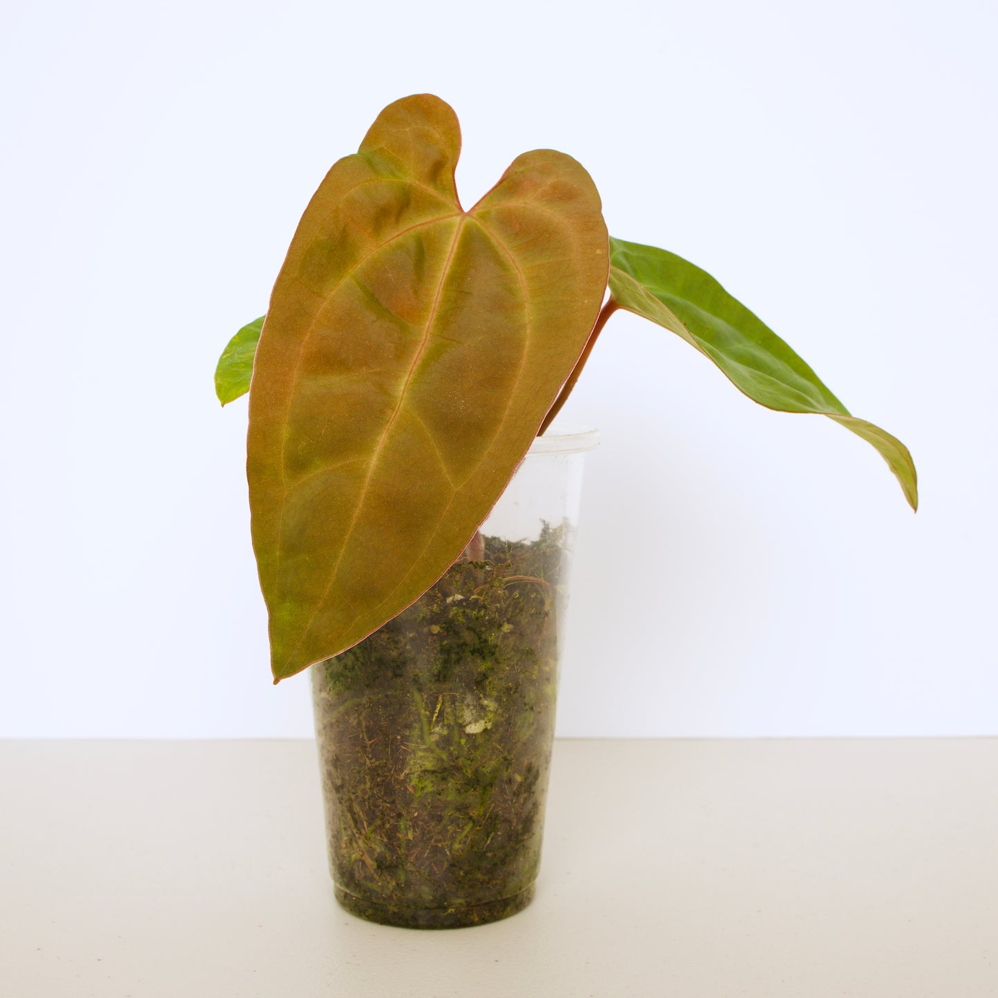 Anthurium Papillilaminum Plant