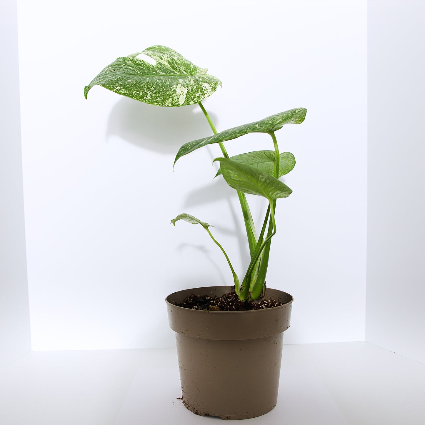 Monstera Mint plant (Exact Plant)