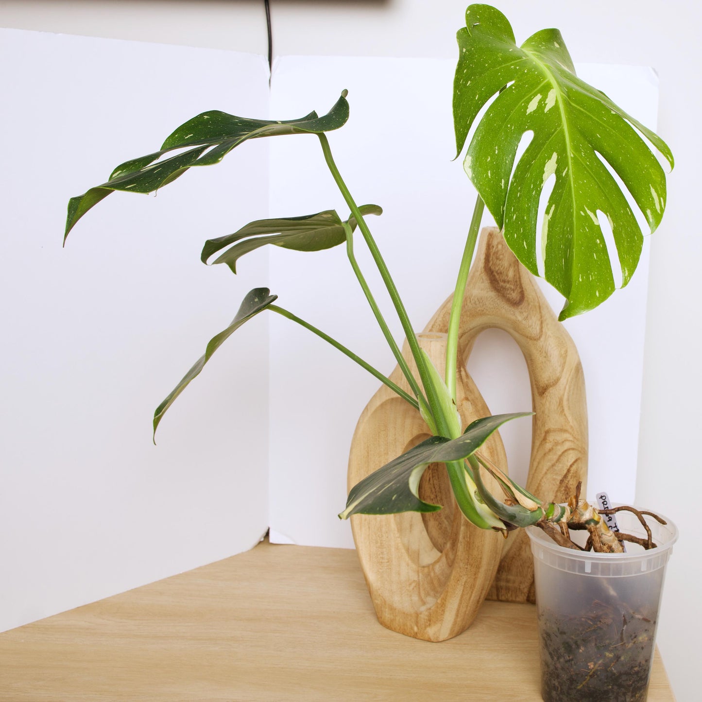 Variegated Thai Constellation plant
