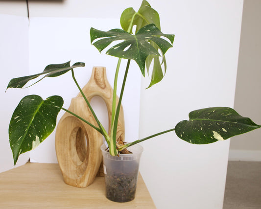 Variegated Thai Constellation plant