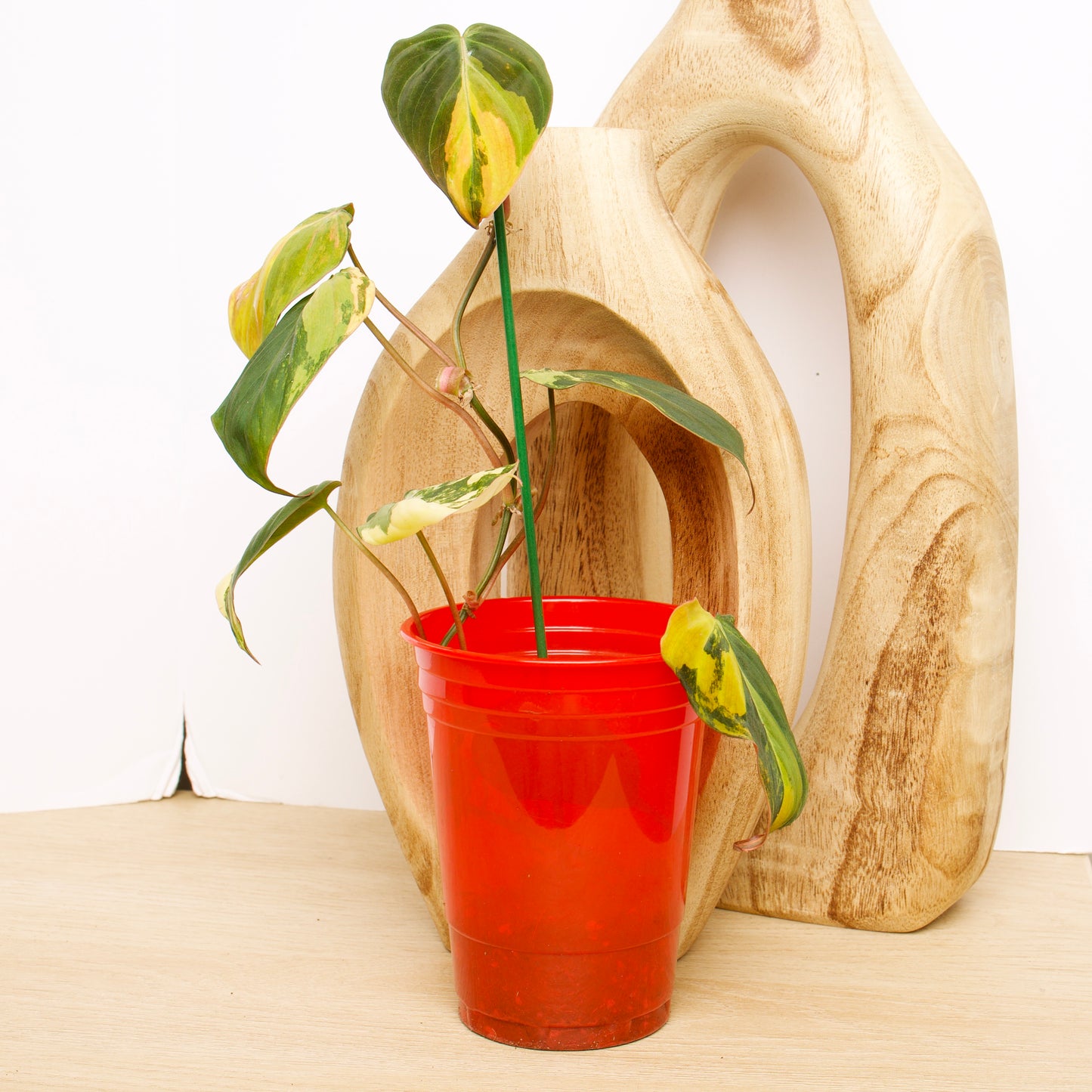 Variegated Philodendron Micans rare plant