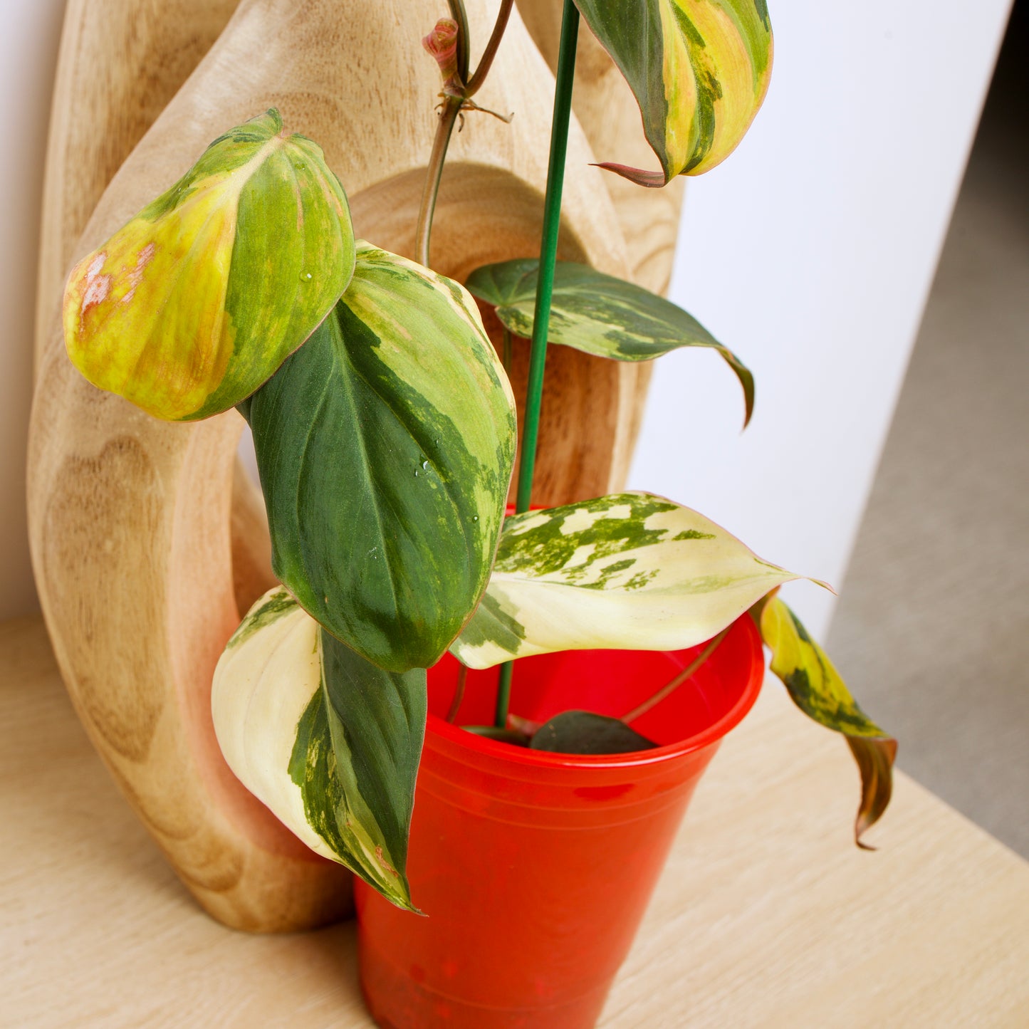 Variegated Philodendron Micans rare plant