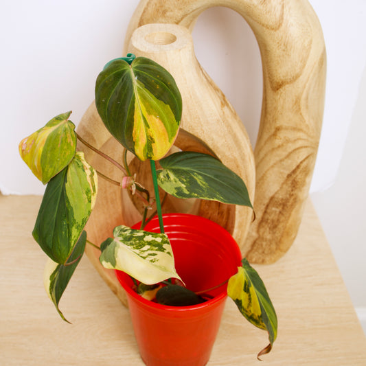 Variegated Philodendron Micans rare plant