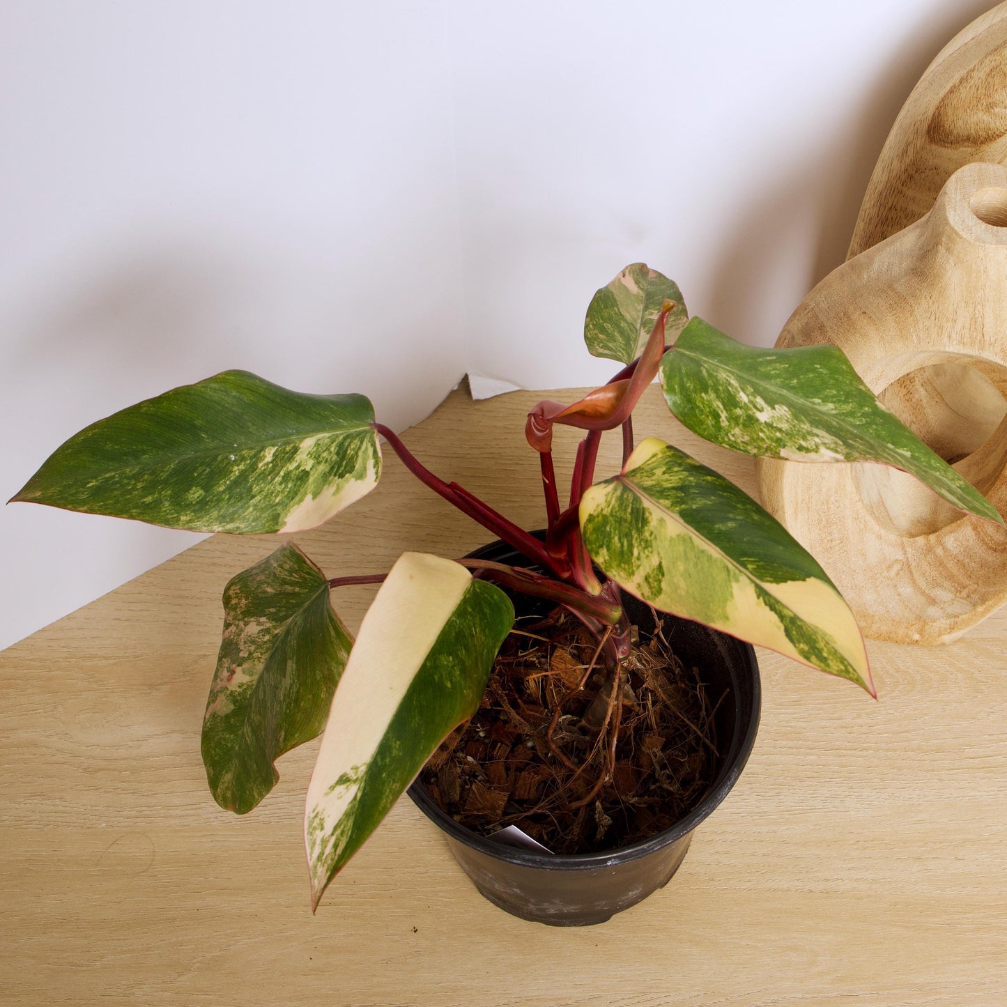 Philodendron Strawberry Shake Plants, exact plant.