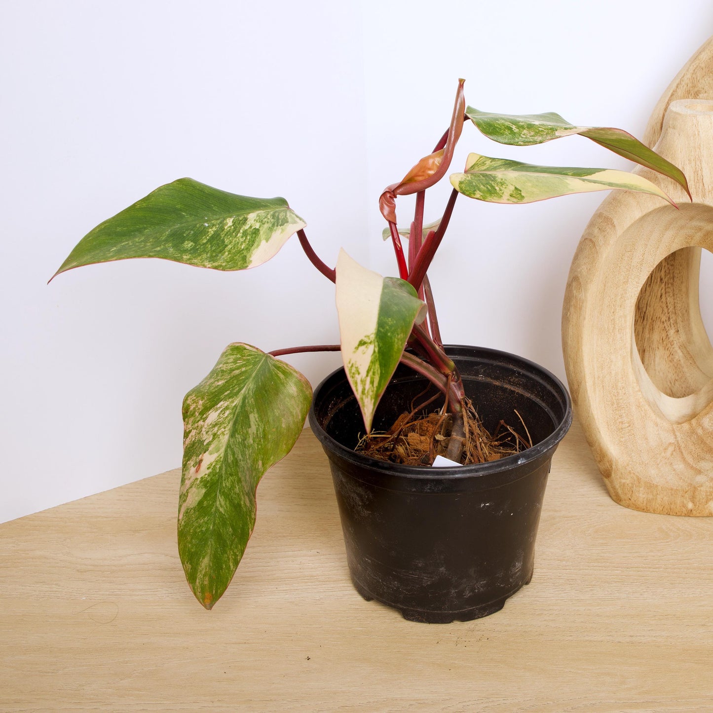 Philodendron Strawberry Shake Plants, exact plant.
