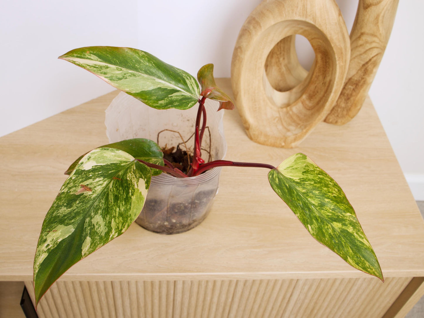 Philodendron Strawberry Shake Plants, exact plant.