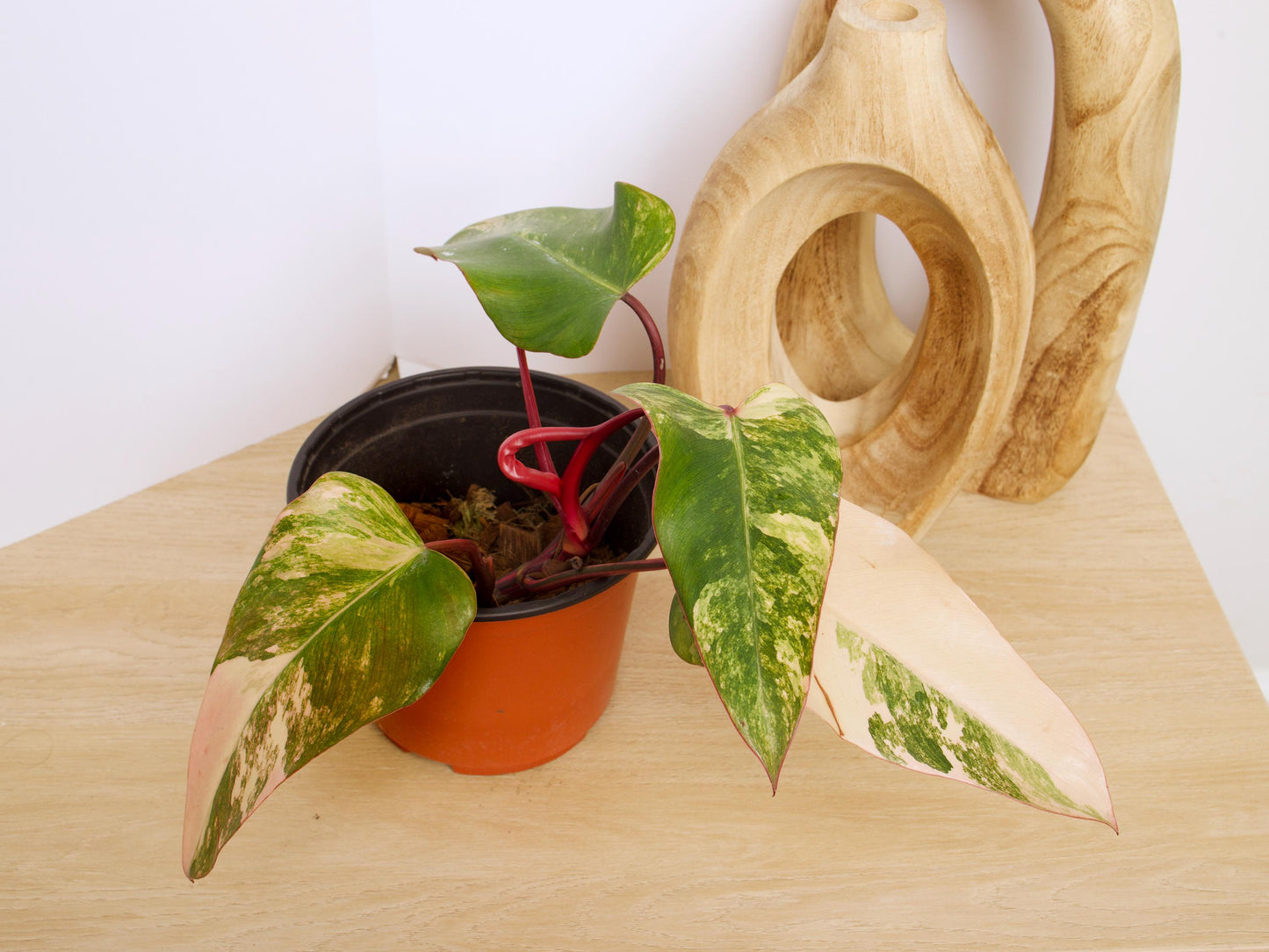 Philodendron Strawberry Shake Plants, exact plant.
