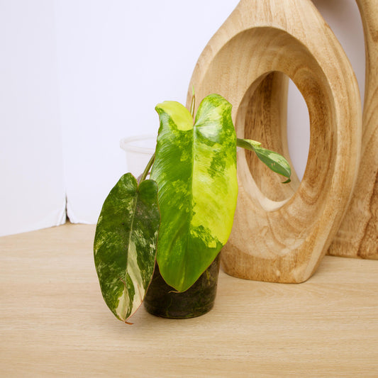 Variegated Florida X Paraiso Verde Philodendron, rare plant, rooted plant