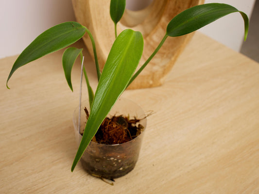 Monstera Burle Marx Flame, US Seller rare houseplant aroid