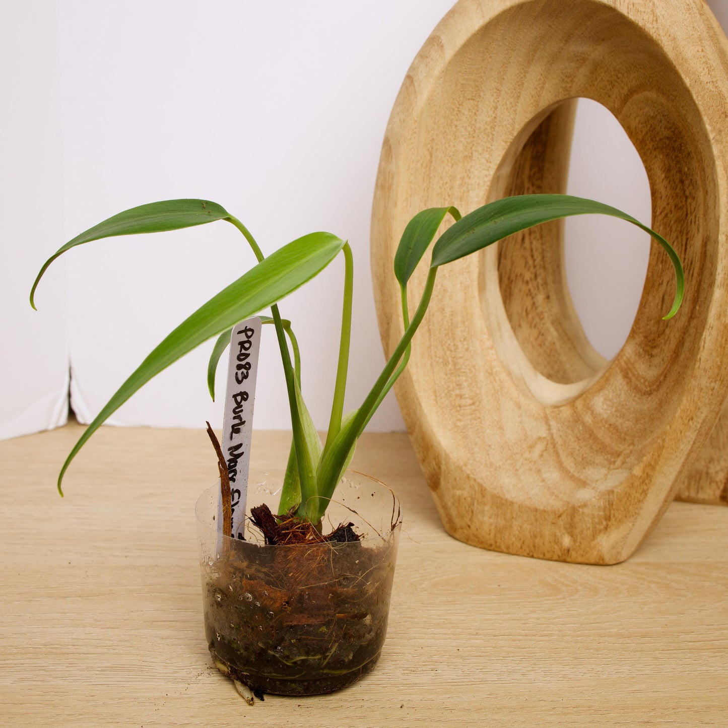 Monstera Burle Marx Flame, US Seller rare houseplant aroid