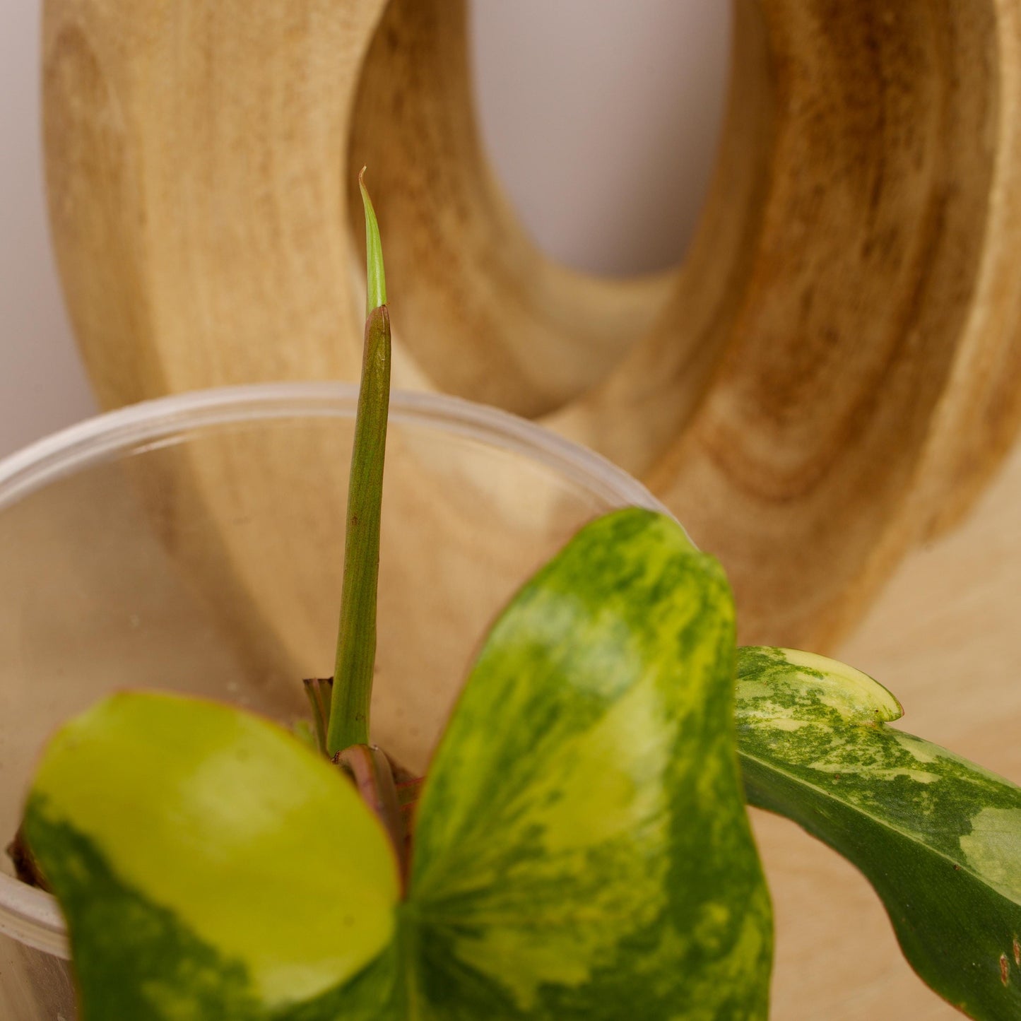Variegated Florida X Paraiso Verde Philodendron, rare plant, rooted plant