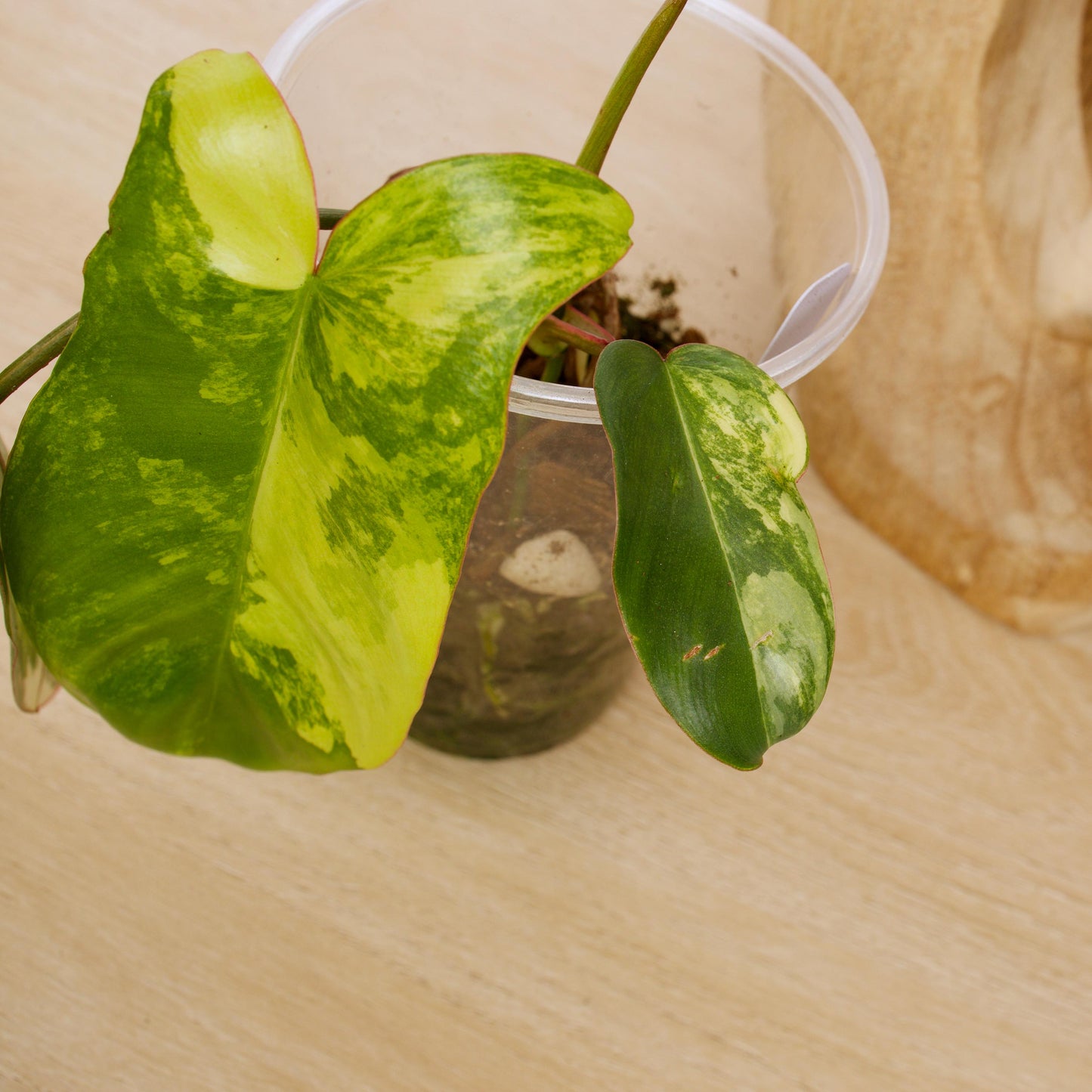 Variegated Florida X Paraiso Verde Philodendron, rare plant, rooted plant