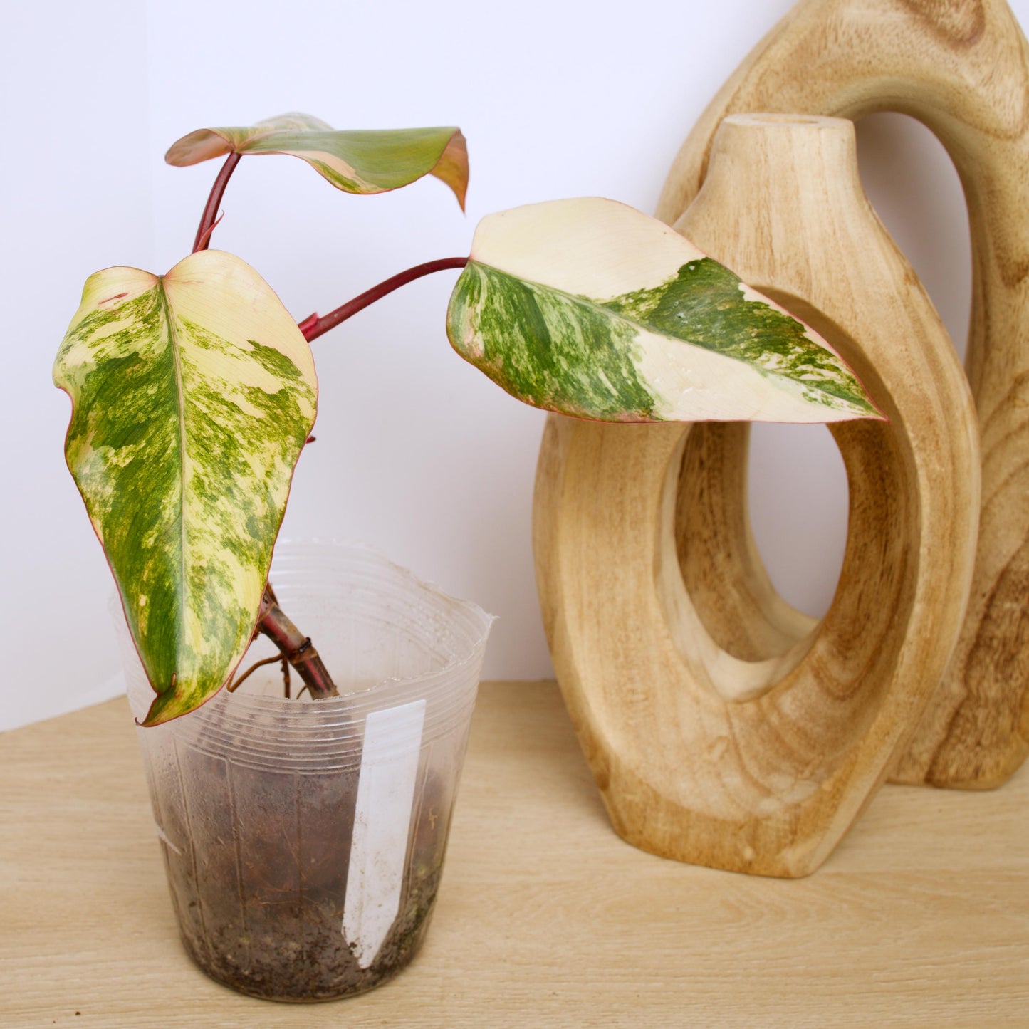 Philodendron Strawberry Shake Plants, exact plant.
