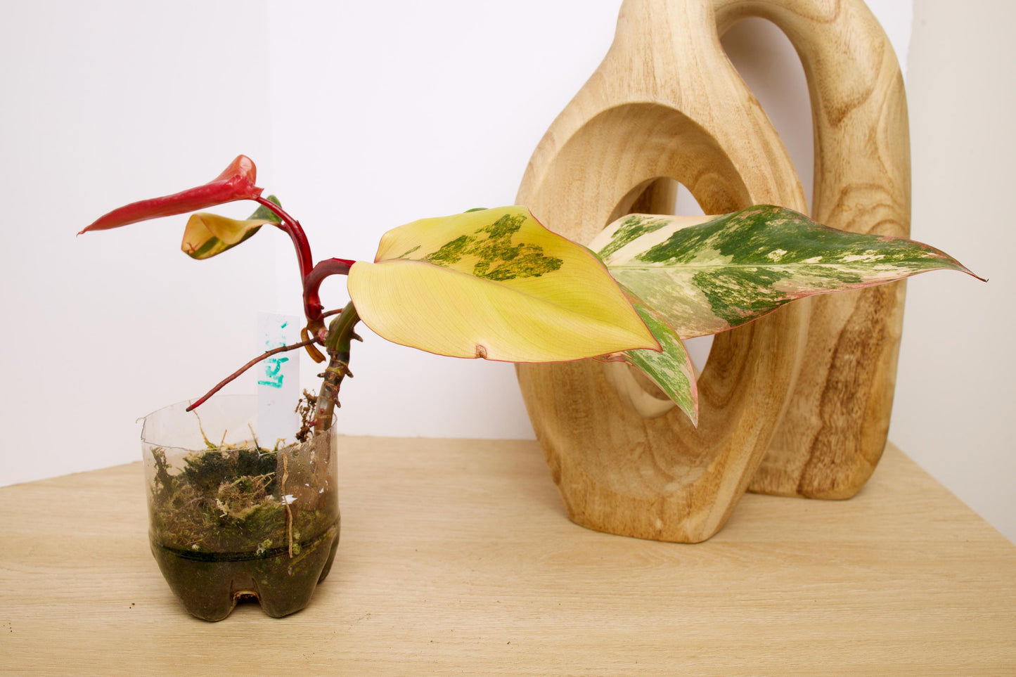 Philodendron Strawberry Shake Plants, exact plant.