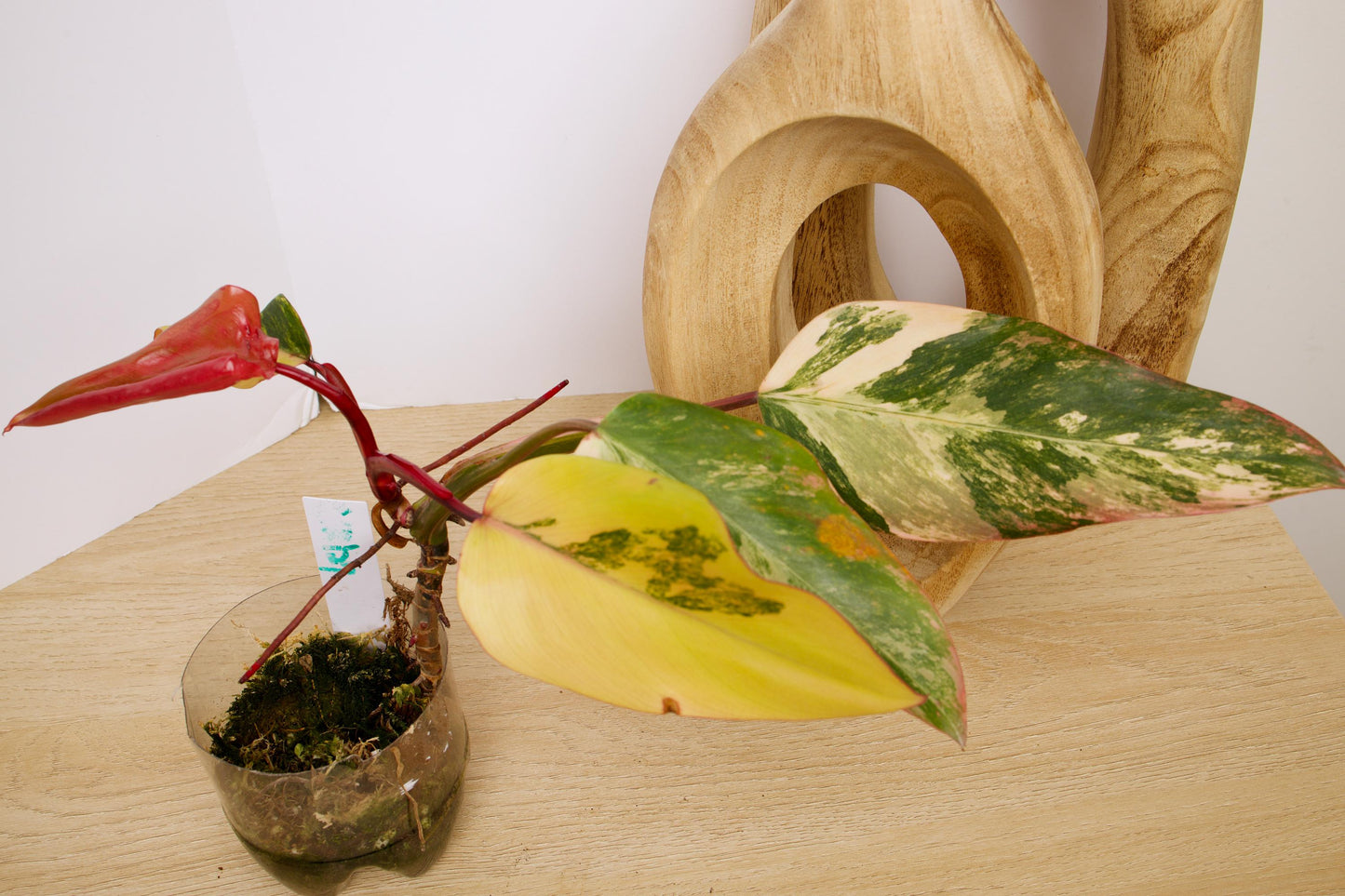 Philodendron Strawberry Shake Plants, exact plant.