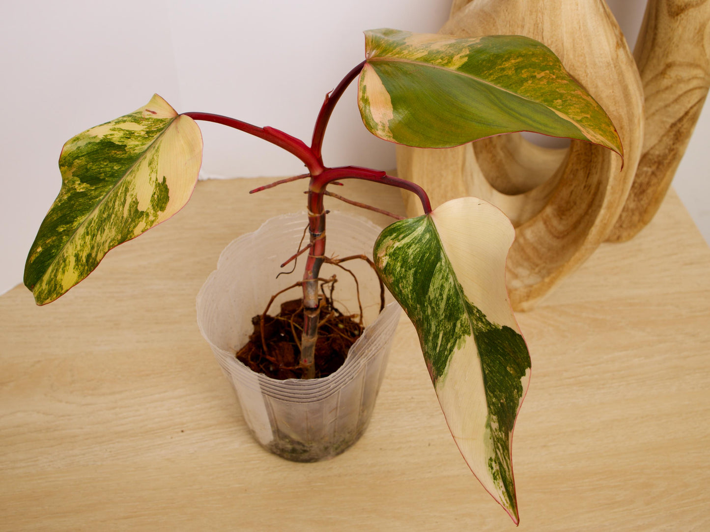 Philodendron Strawberry Shake Plants, exact plant.