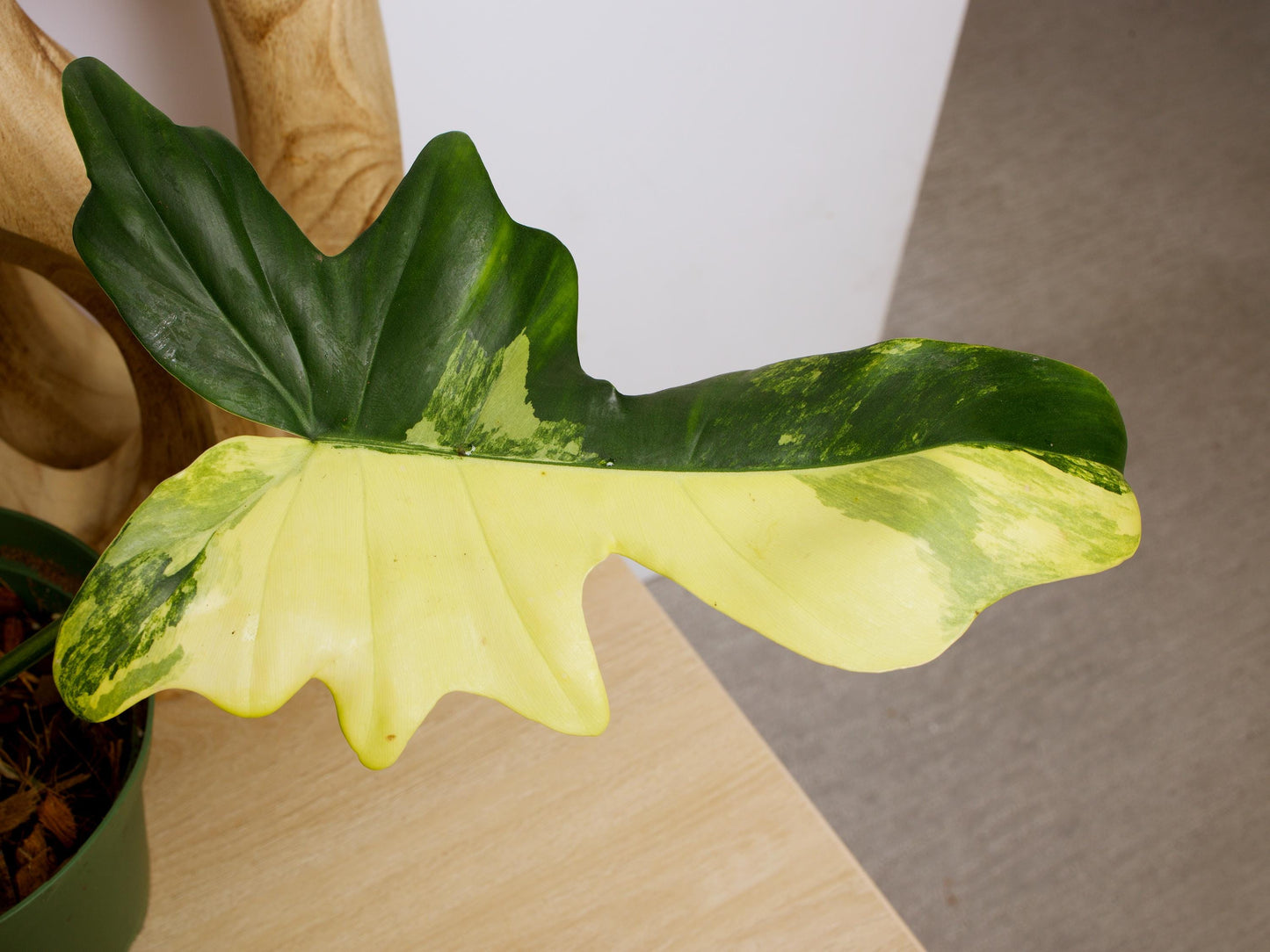 Variegated Florida X Mayoi Philodendron, rare plant, rooted plant