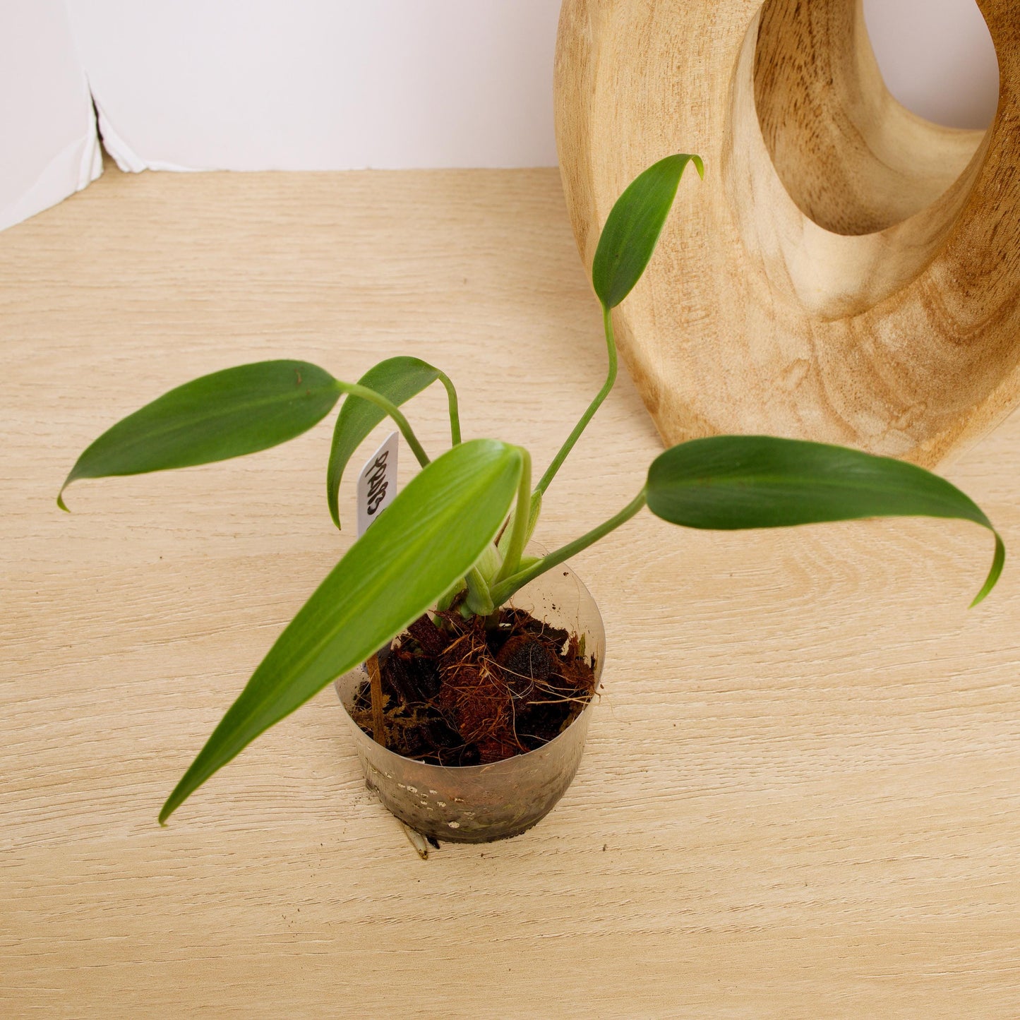 Monstera Burle Marx Flame, US Seller rare houseplant aroid