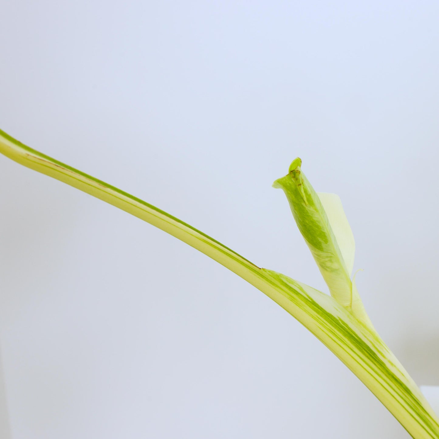 Variegated Rooted Monstera Deliciosa Albo tropical plants
