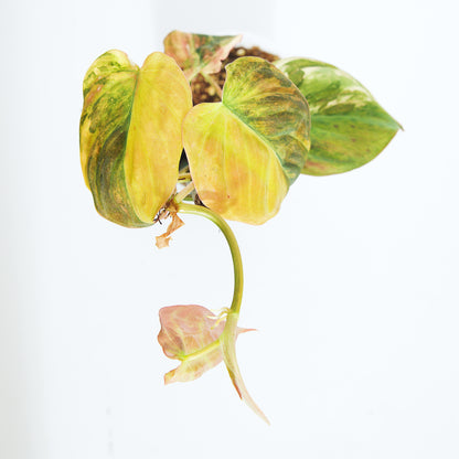 Variegated Philodendron Pink/Aurea Micans rare plant