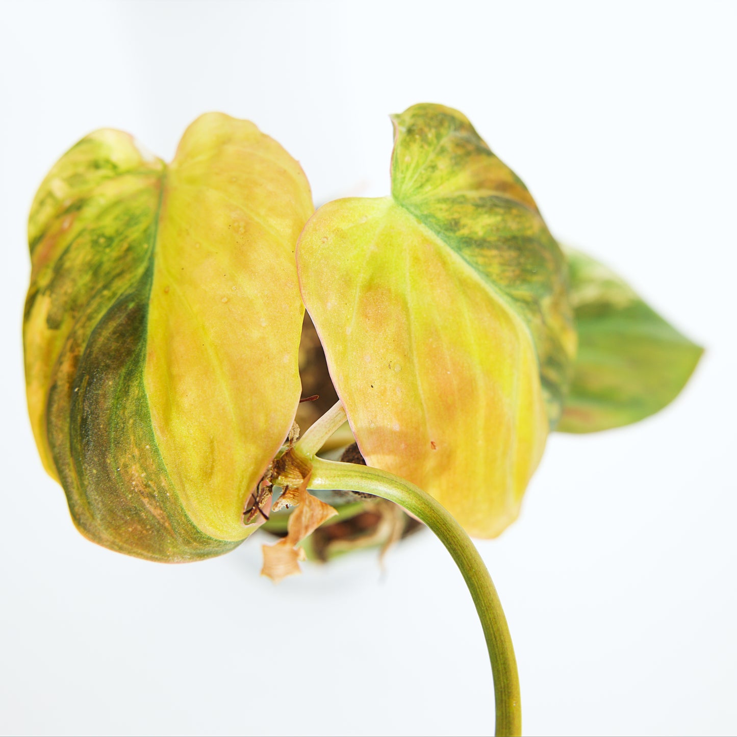 Variegated Philodendron Pink/Aurea Micans rare plant
